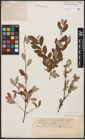 Foto von Salix aurita L. x Salix repens L.